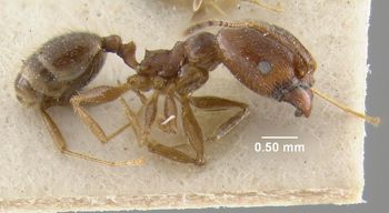 Media type: image;   Entomology 9132 Aspect: habitus lateral view